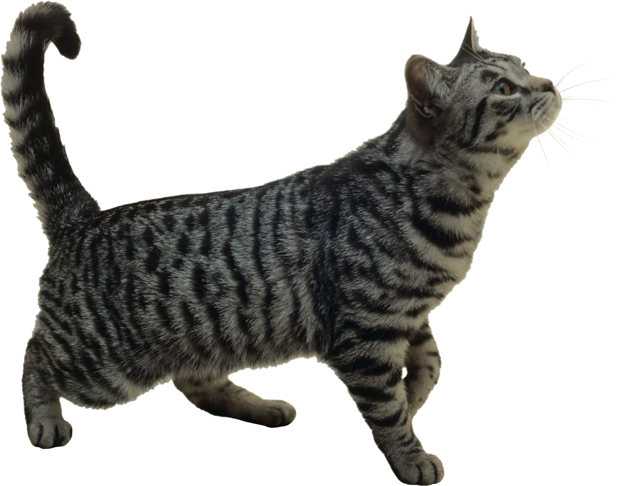 Gato